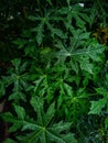 rainy papaya leaves behind the house