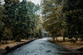 Rainy Paths of Yosemite National Park, California Royalty Free Stock Photo