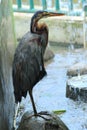 Rainy red heron bird burung cangak merah. This bird is a species of stork Royalty Free Stock Photo