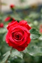 Rainy red rose Royalty Free Stock Photo