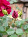 Rainy Red Tiny Rose Bud Royalty Free Stock Photo