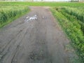 Rainy roads in village area along with wheat crop