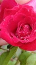 Rainy Rose Ã°Å¸ÅÂ¹ Royalty Free Stock Photo