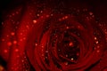 Rainy rose Royalty Free Stock Photo