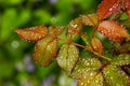 Rainy rose leaves Royalty Free Stock Photo