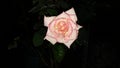Rainy Rose Royalty Free Stock Photo
