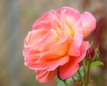 Rainy rose. Royalty Free Stock Photo