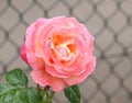 Rainy rose. Royalty Free Stock Photo