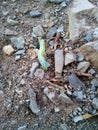 Green caterpillar on dirt ground