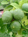 rainy season lemon nature and greeney Royalty Free Stock Photo