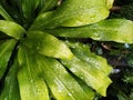 Rainy season plants wet cold