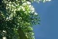 Rainy season, raindrop and green nature bokeh background. Royalty Free Stock Photo