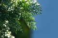 Rainy season, raindrop and green nature bokeh background. Royalty Free Stock Photo