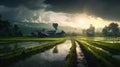 Rainy season rice fields Royalty Free Stock Photo