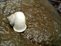 Rainy season snail ( conch ) in India