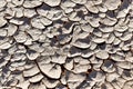 Detail of drying clay in the Namib desert