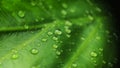 rainy season, water drop on green palm leaf, big foliage in rain forest, nature background Royalty Free Stock Photo