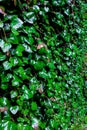 rainy season, water drop on green palm leaf, big foliage in rain forest, nature background Royalty Free Stock Photo