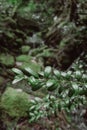 rainy season, water drop on green palm leaf, big foliage in rain forest, nature background Royalty Free Stock Photo