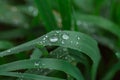 rainy season, water drops on leaf, purity nature background, macro shot