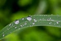 rainy season, water drops on leaf, purity nature background, macro shot