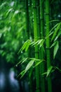 Rainy Serenity: A Closeup of Shintoism Gardens with Bamboo, Will
