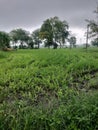 rainy sesion corn Royalty Free Stock Photo