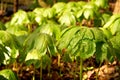 Rainy Spring May Apples Royalty Free Stock Photo