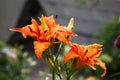 Original orange flowers of a hemerocallis. Royalty Free Stock Photo