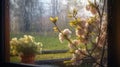 Rainy sunny day, spring tree flowers, beautiful landscape photo, flowers in pot, view through the windows, drops of rain