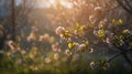 Rainy sunny day, spring tree flowers, beautiful landscape photo