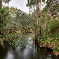 Rainy Tropical River Jungle Scene Orlando