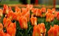 Rainy Tulips Royalty Free Stock Photo