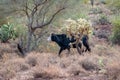 Rainy Weather in the Central Arizona Desert, America, USA. Royalty Free Stock Photo