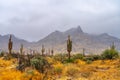 Rainy Weather in the Central Arizona Desert, America, USA. Royalty Free Stock Photo