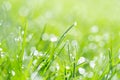 rainy weather grassland beauty spring nature Royalty Free Stock Photo