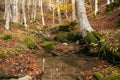 Rainy weather in the park. Little puddle in the forest