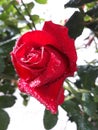 Rainy weather and red rose blooming Royalty Free Stock Photo