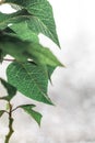 Rainy window behind a green plant leaf