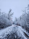 A Rainy Winter Stroll in the Park in the Evening Royalty Free Stock Photo