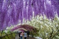 Rainy Wisteria Tunnel of Kawachi