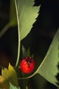 Rair plant with blossom barry bud Royalty Free Stock Photo