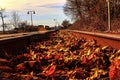 Rairoad Track filled with Autumn Leaves