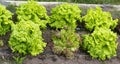 Raised beds of homegrown organic lettuce plants