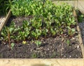 Raised bed full of various vegatable seedlings Royalty Free Stock Photo