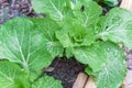 Raised bed garden with Chinese cabbage plants and water drops on rainy day Royalty Free Stock Photo