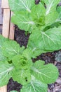 Raised bed garden with Chinese cabbage plants and water drops on rainy day Royalty Free Stock Photo