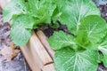 Raised bed garden with Chinese cabbage plants and water drops on rainy day Royalty Free Stock Photo