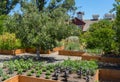 Raised bed gardening at Napa Valley winery Royalty Free Stock Photo