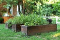 Raised Bed Growing Plants Herbs and Spices in backyard at home. Gardening. High warm wooden garden bed for greenery in urban commu